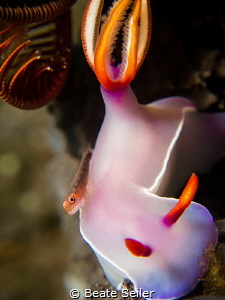 Super macro on a Bulocki by Beate Seiler 